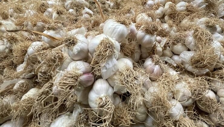 Yozgat’ta Sarımsak Fiyatları Arttı
