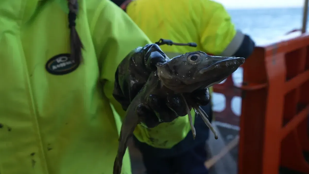 Denizlerin Derinliklerinden Gelen Sürprizler