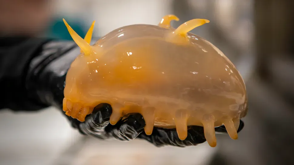 Canlıların Canlı Tutulması ve Gözlemlenmesi