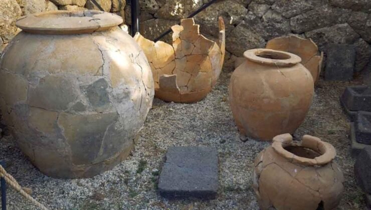 Asya Eşek Arısı (Vespa velutina nigrithorax) İstilası ve Etkileri