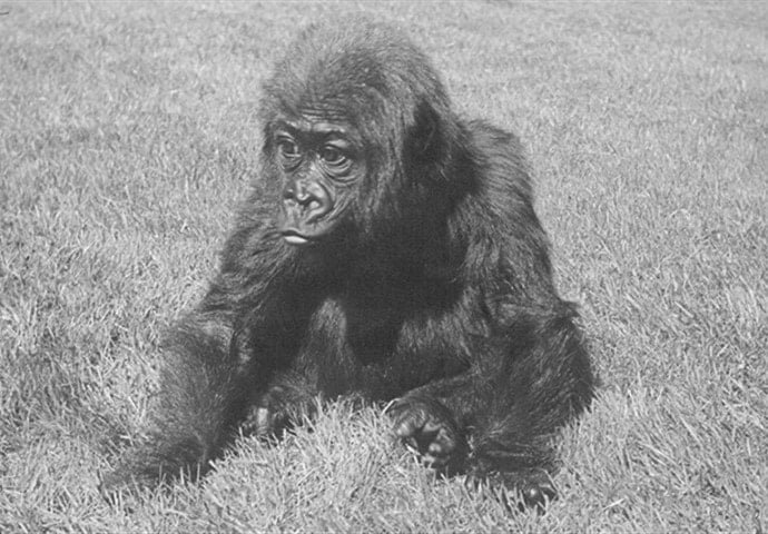 Berlin'deki Hayvanat Bahçesinde 68. Doğum Günü Coşkusu