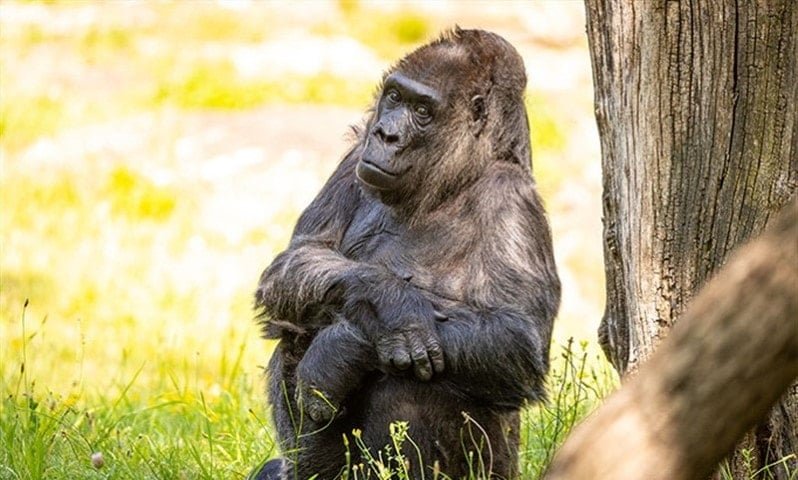 Fatou’nun Hikayesi ve Geçmişi