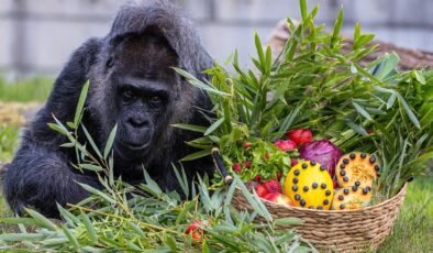 Dünyanın En Yaşlı Gorili Fatou’nun Doğum Gününe Özel Kutlaması