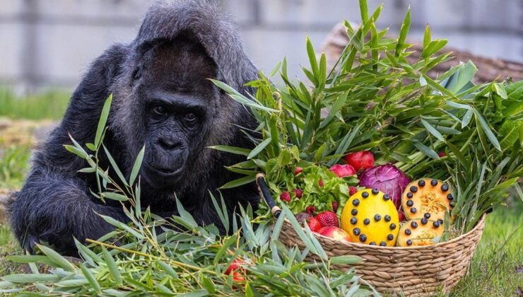 Dünyanın En Yaşlı Gorili Fatou’nun Doğum Gününe Özel Kutlaması