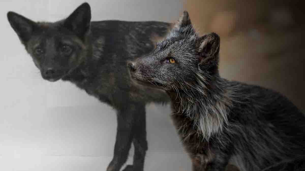 Dünyanın Tek Melez Hayvanı: Bilim İnsanlarını Endişelendiren Bir Durum