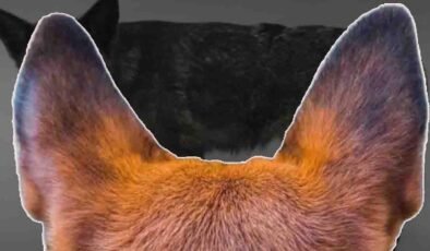 Dünyanın Tek Melez Hayvanı: Pampas Tilkisi ve Evcil Köpeğin Buluşması