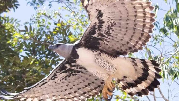 Genç Harpy Kartalının Fotoğraflanması: Koruma Çabalarında Bir Dönüm Noktası