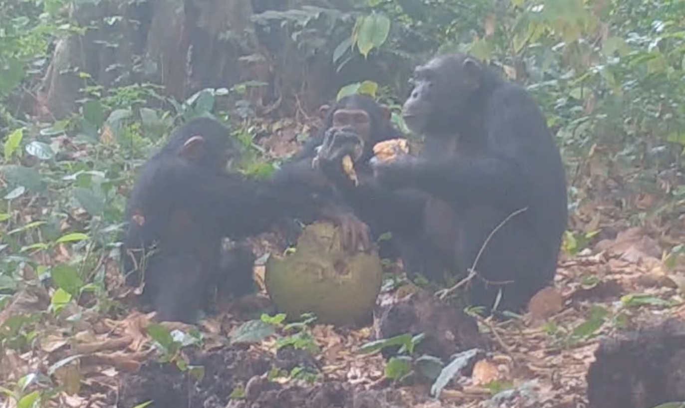 Şempanzelerin Ekmek Meyvesi Paylaşımı ve Alkol İçeriği