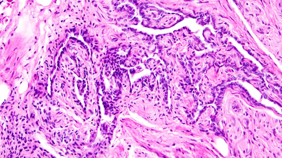 İnsanlarda Rete Ovarii: Evrimsel Bir Kalıntı mı Yoksa İşlevsel Bir Yapı mı?