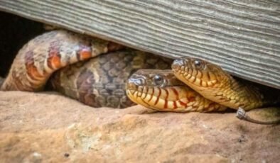 İspanya’da Zeytin Ağaçlarının Yılanlar İçin Cennet Haline Gelmesi