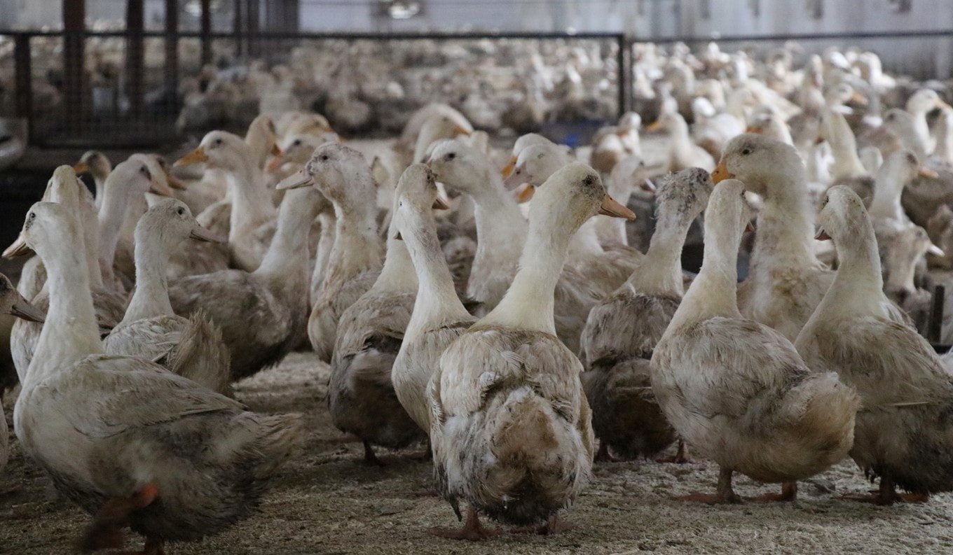 Çiftliği Köylerde Yaygınlaştırma ve İstihdam Yaratma Projeleri