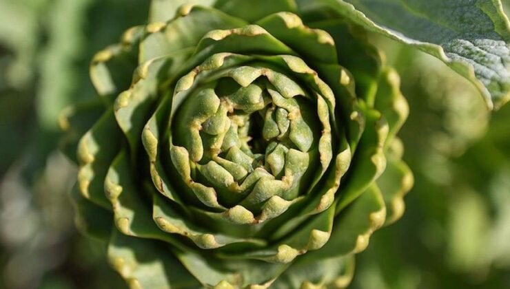 Muğla’da Enginar Yetiştiriciliğinde Yeni Bir Dönem Başladı