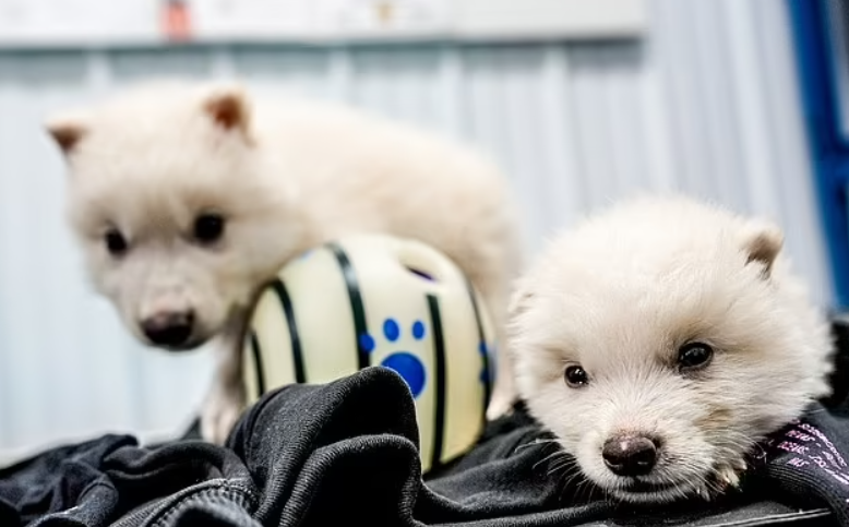 Ulukurtların Yeniden Hayata Dönüşü: Kolosal Bir Proje