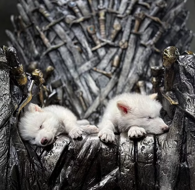 Ulukurtların Yeniden Hayata Dönüşü: Kolosal Bir Proje