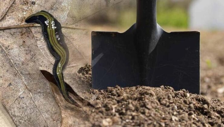 Almanya’da Artan Caenoplana variegata Vakaları ve Tehditleri