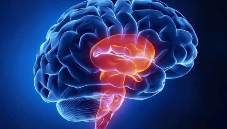 Alzheimer Hastalığının Erken Evrelerini Canlı İnsan Beyin Dokusu Üzerinde Taklit Eden Yenilikçi Çalışma
