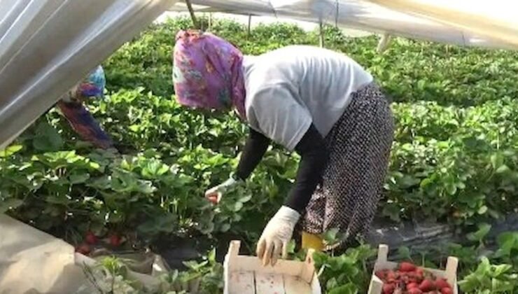 Aydın’da Çilek Tarlalarını Vuran Dolu Felaketi ve Üreticilerin Zor Günleri