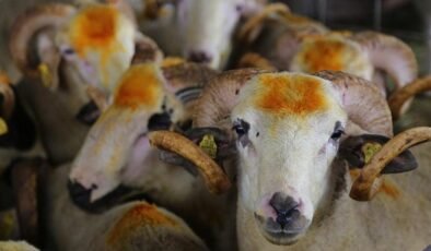 Aydın’ın Nazilli İlçesindeki Kurbanlık Satışlarındaki Durum ve Ekonomik Zorluklar