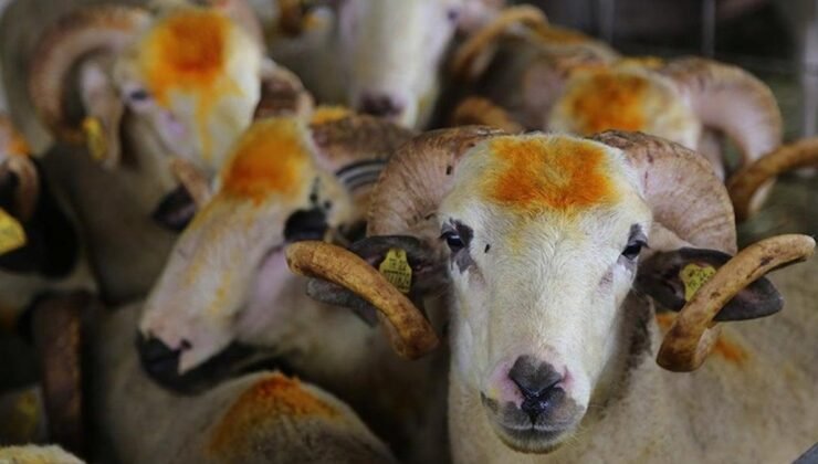 Aydın’ın Nazilli İlçesindeki Kurbanlık Satışlarındaki Durum ve Ekonomik Zorluklar