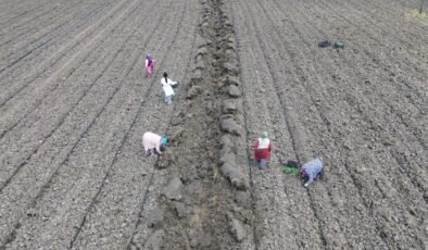 Bafra Ovası’nda Karpuz ve Kavun Ekimi ve Tarımsal Zorluklar