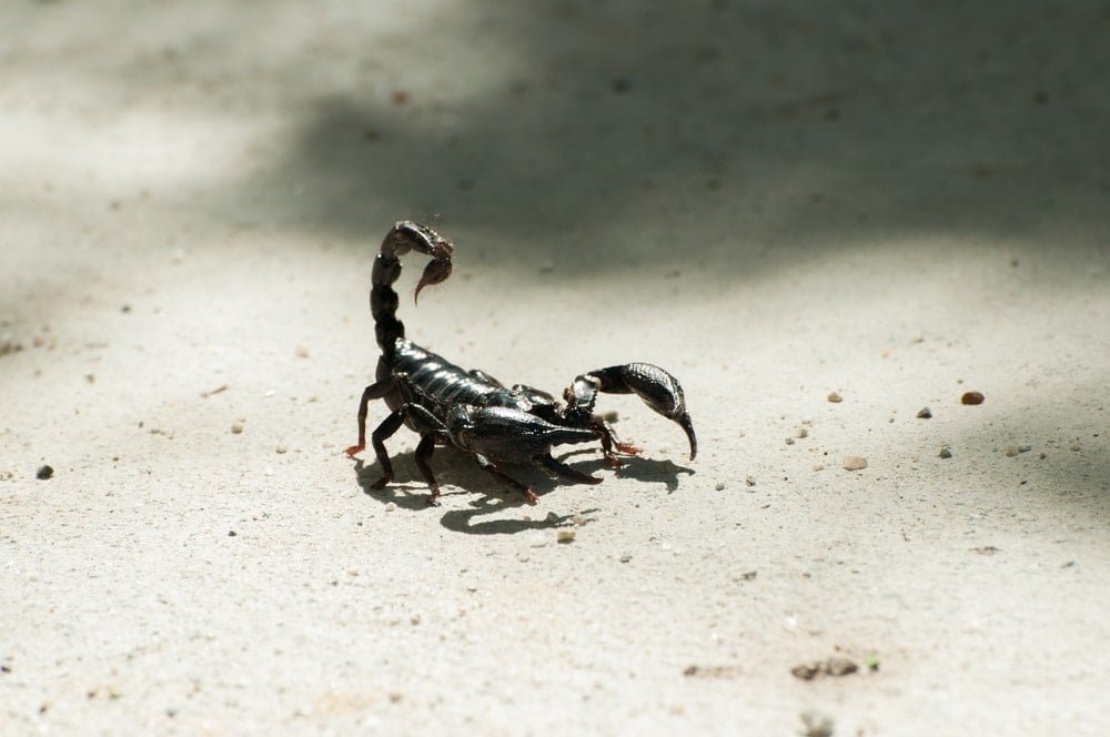 Son Yıllarda Brezilya'da Akrep Sokması Vakalarında Gözlemlenen Üst Üste Artış