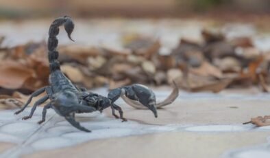 Brezilya’da Akrep Sokması Vakalarında Çarpıcı Artış ve Önleyici Tedbirler