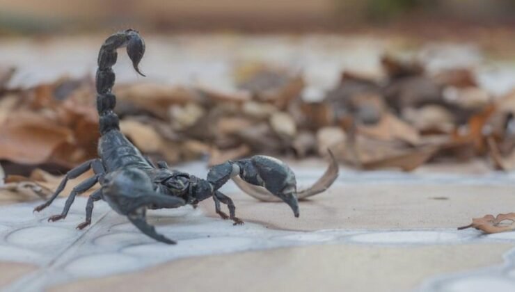 Brezilya’da Akrep Sokması Vakalarında Çarpıcı Artış ve Önleyici Tedbirler