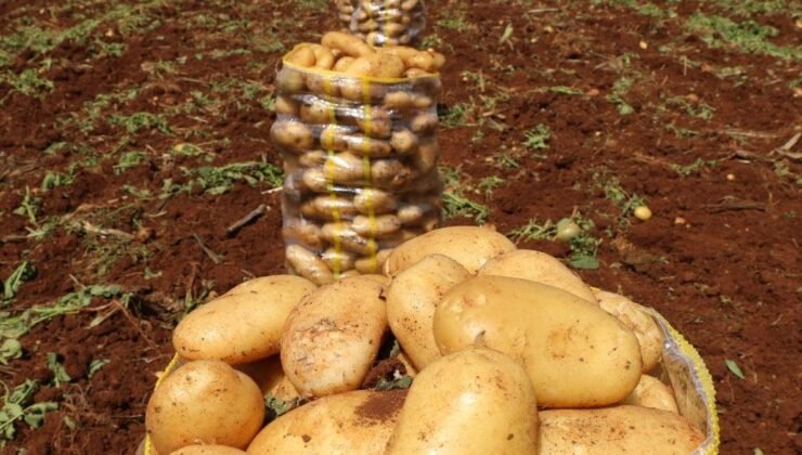 Çukurovalı Patates Üreticilerinin Sorunlarına Dikkat Çeken CHP Milletvekili Orhan Sümer