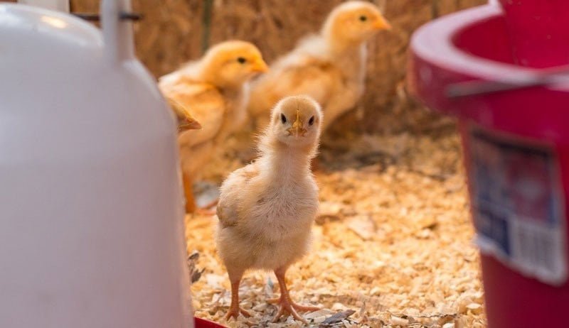 USPS ve Yetkililerin Açıklamaları