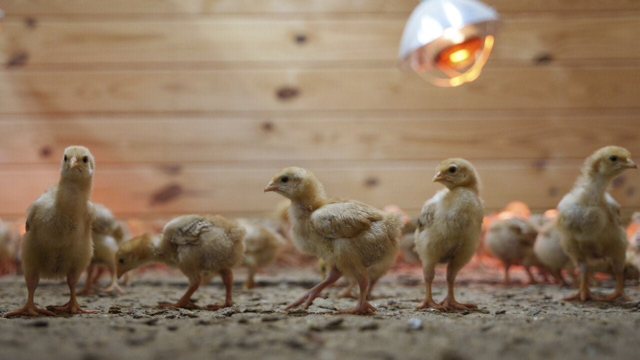 Civcivlerin Geri Alınamayacağı Bildirildi