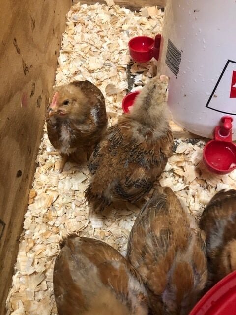 Sahiplendirme ve Yaşam Mücadelesi