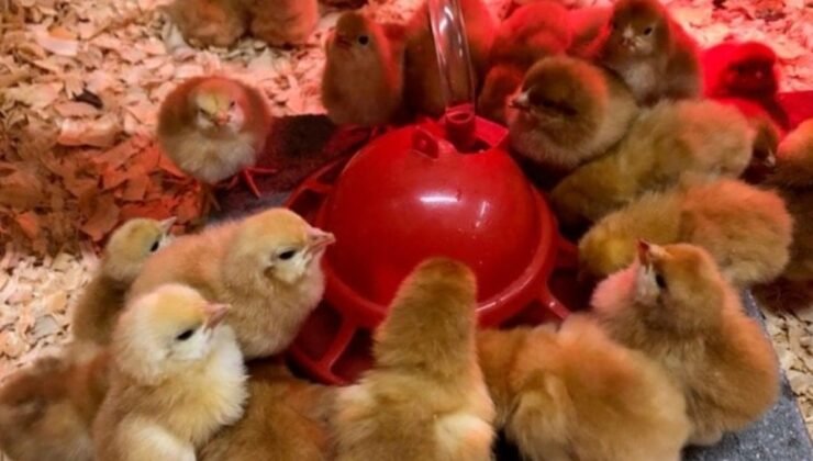 Delaware’da Binlerce Civciv Faciası: Posta Kamyonu Skandalı ve Yaşam Mücadelesi