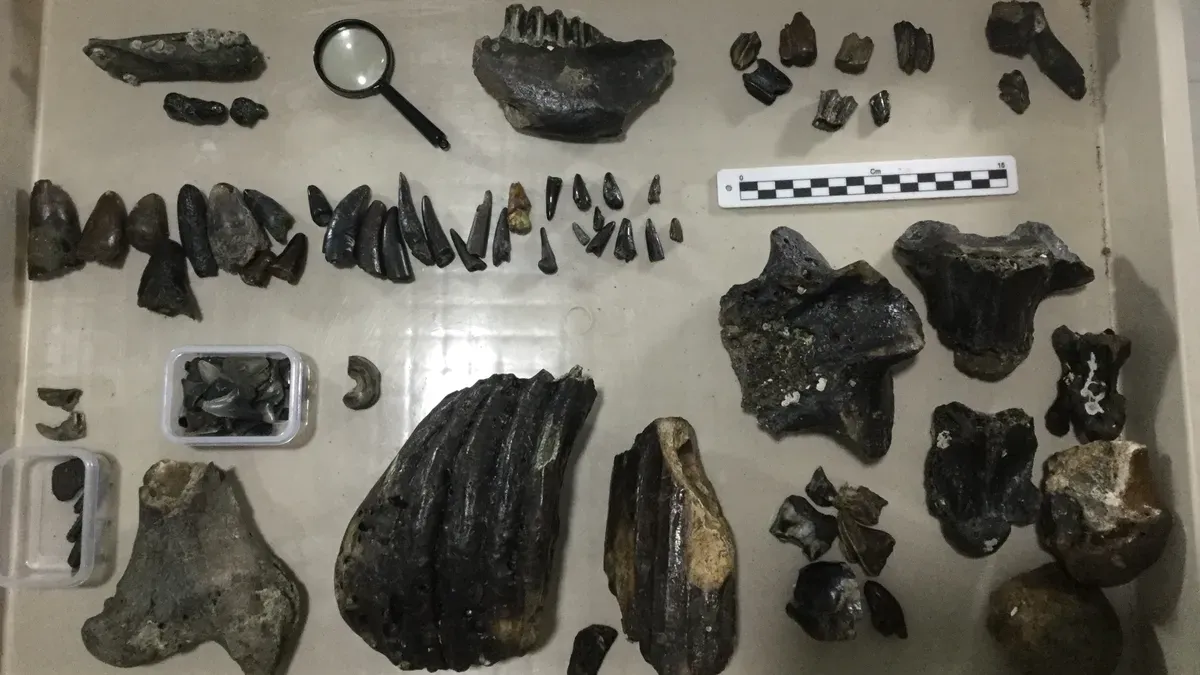 Endonezya'nın Cava Adası açıklarındaki tarihi keşif