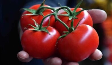 Ev Yapımı ve Doğal Domates Seçim Rehberi