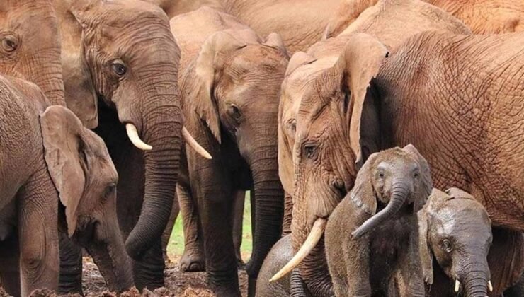 Fillerin Devasa Kulaklarının Sırları ve İşlevleri