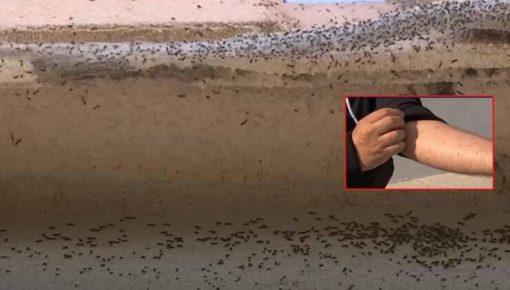 Fransa’da İpekböceği Tırtılları Yeniden Tehlike Saçarak Ekosistemi ve İnsan Yaşamını Etkiliyor