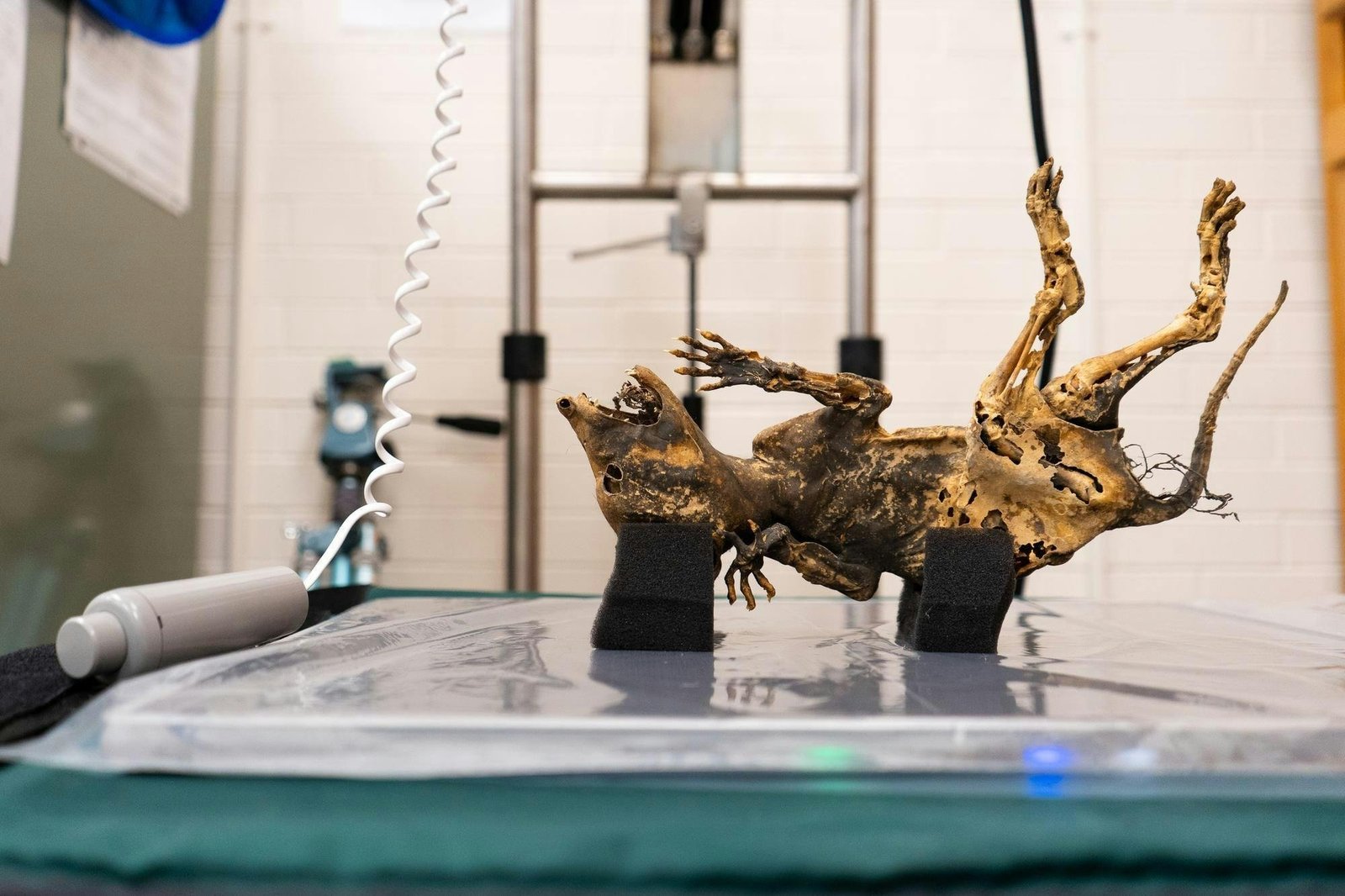 Yaratığın Eşsiz Özellikleri ve İlginç Detaylar