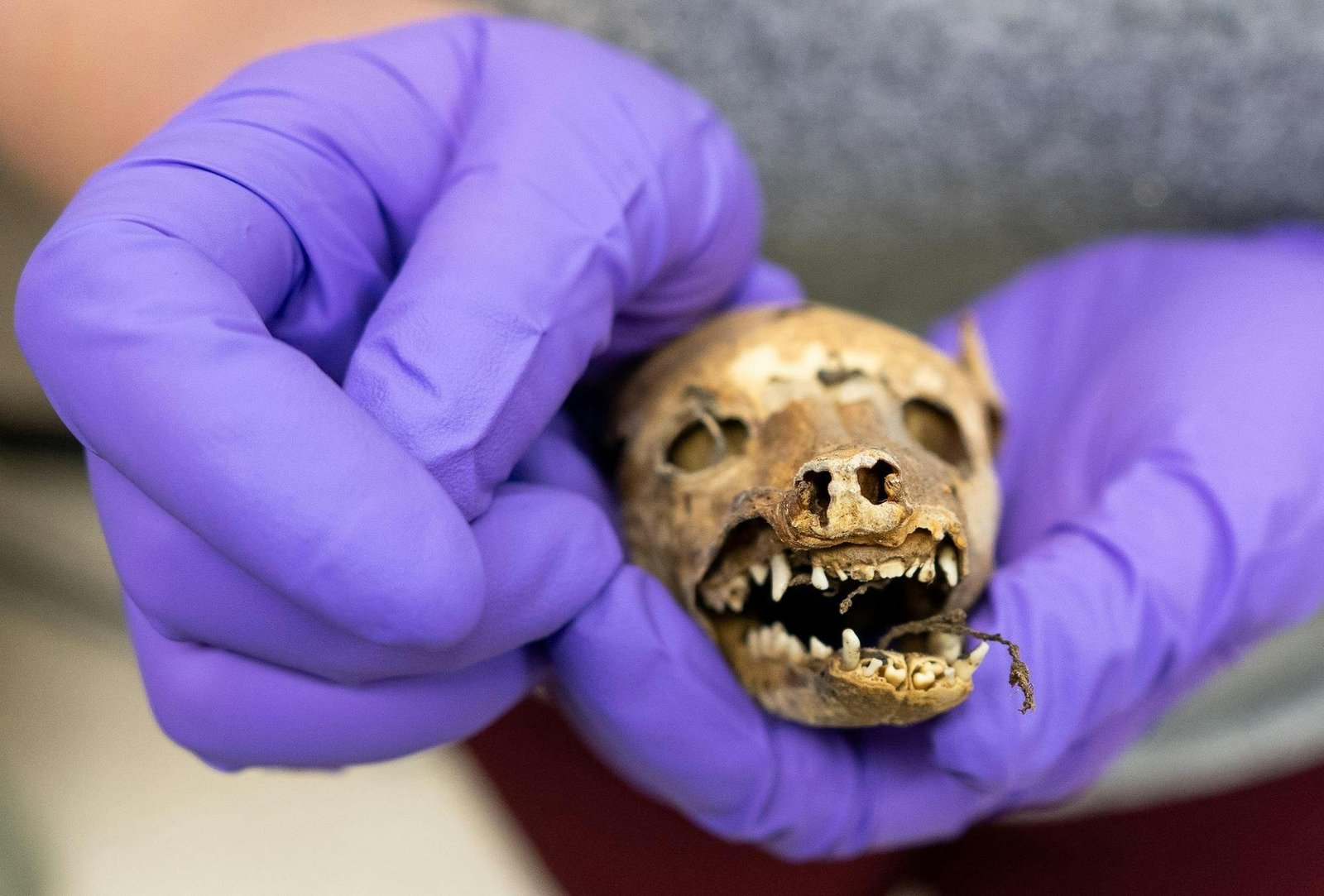 Bilimsel Tahminler ve Güncel Yorumlar