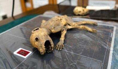 Gizemli Yaratık ve Çalışmalarımız