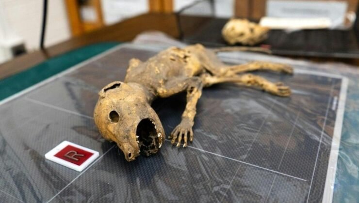 Gizemli Yaratık ve Çalışmalarımız