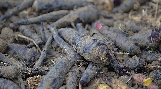 Hatay'ın Bereketli Topraklarında Siyah Havuç Hasadı Başladı