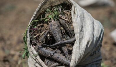 Hatay’da Siyah Havuç Hasadı Büyük İlgi Görüyor