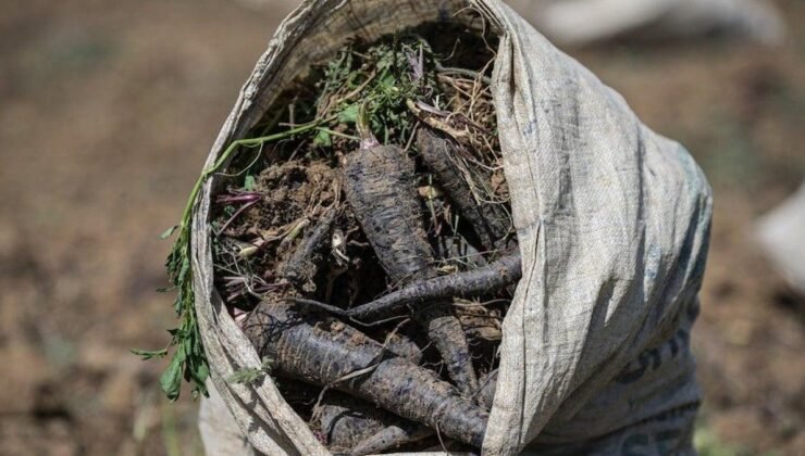 Hatay’da Siyah Havuç Hasadı Büyük İlgi Görüyor