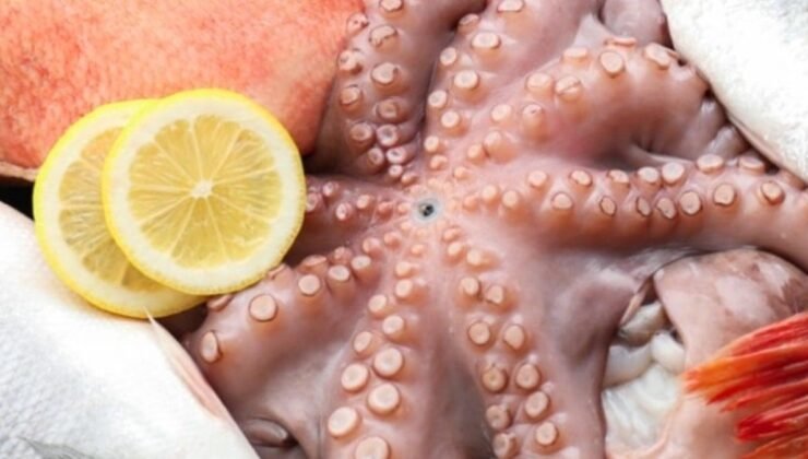 İngiltere Devon ve Cornwall Kıyılarında Balıkçıları Şaşırtan Ahtapot Bolluğu