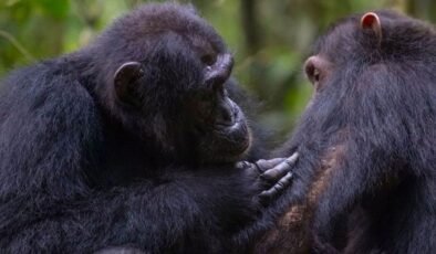 İngiltere’den Şempanzelere Dair Çarpıcı ve Yenilikçi Keşifler