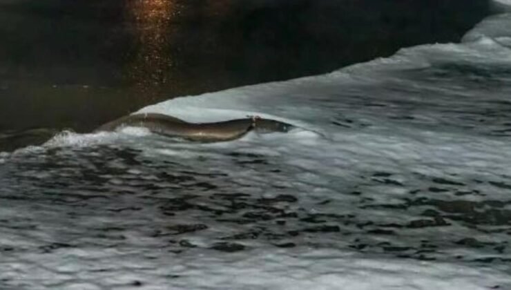 İspanya ve Avrupa Kıyılarındaki Yılan Balığının Gizemi