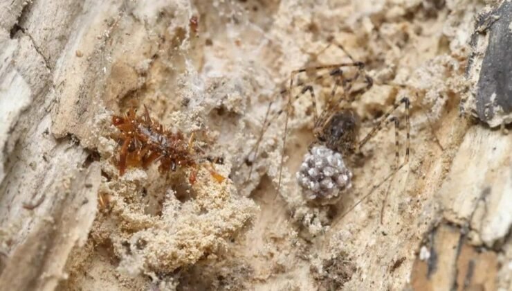 Kemik Koleksiyoncusu Tırtılın Gizemli Dünyası ve Evrimsel Sırları