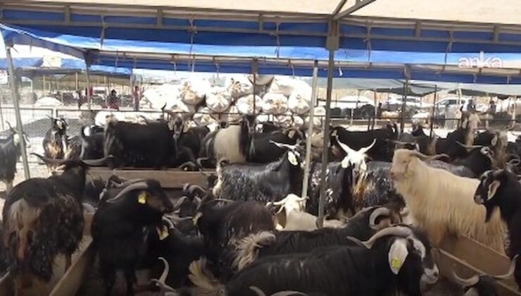 Osmaniye’deki Kurban Pazarı ve Hayvancılıkta Güncel Durum