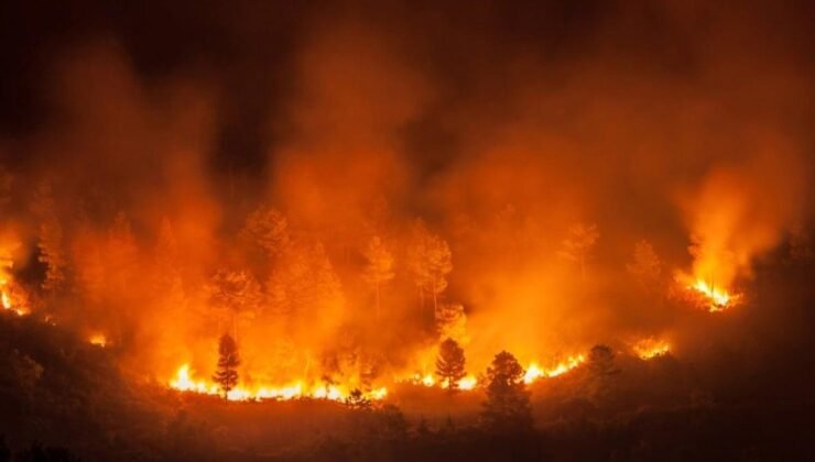 Tropikal Orman Kaybında Endişe Verici Artış: Küresel Çalışmalar ve Bölgesel Durumlar