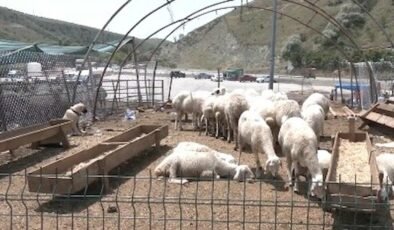 Ankara Mühye Köyü Kurban Pazarı ve Ekonomik Zorluklar